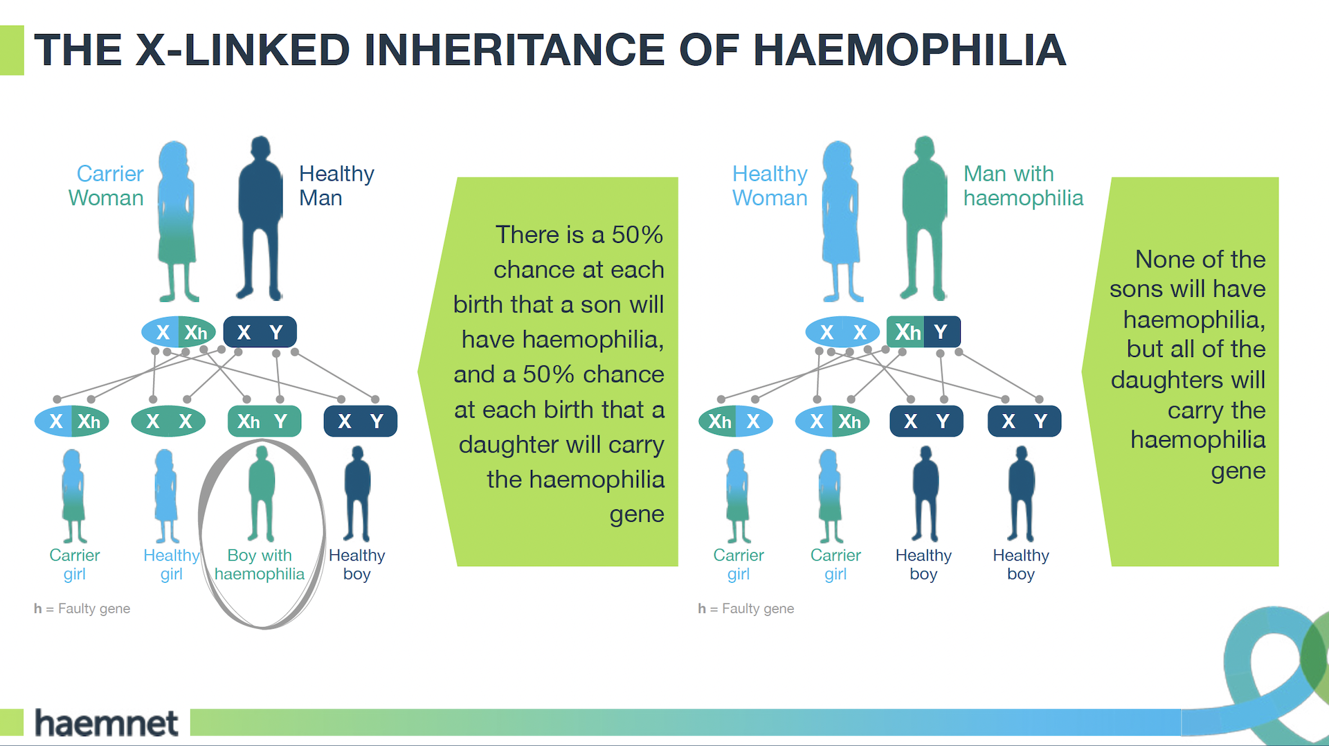 Diagram showing X-linked haemophilia inheritance pattern